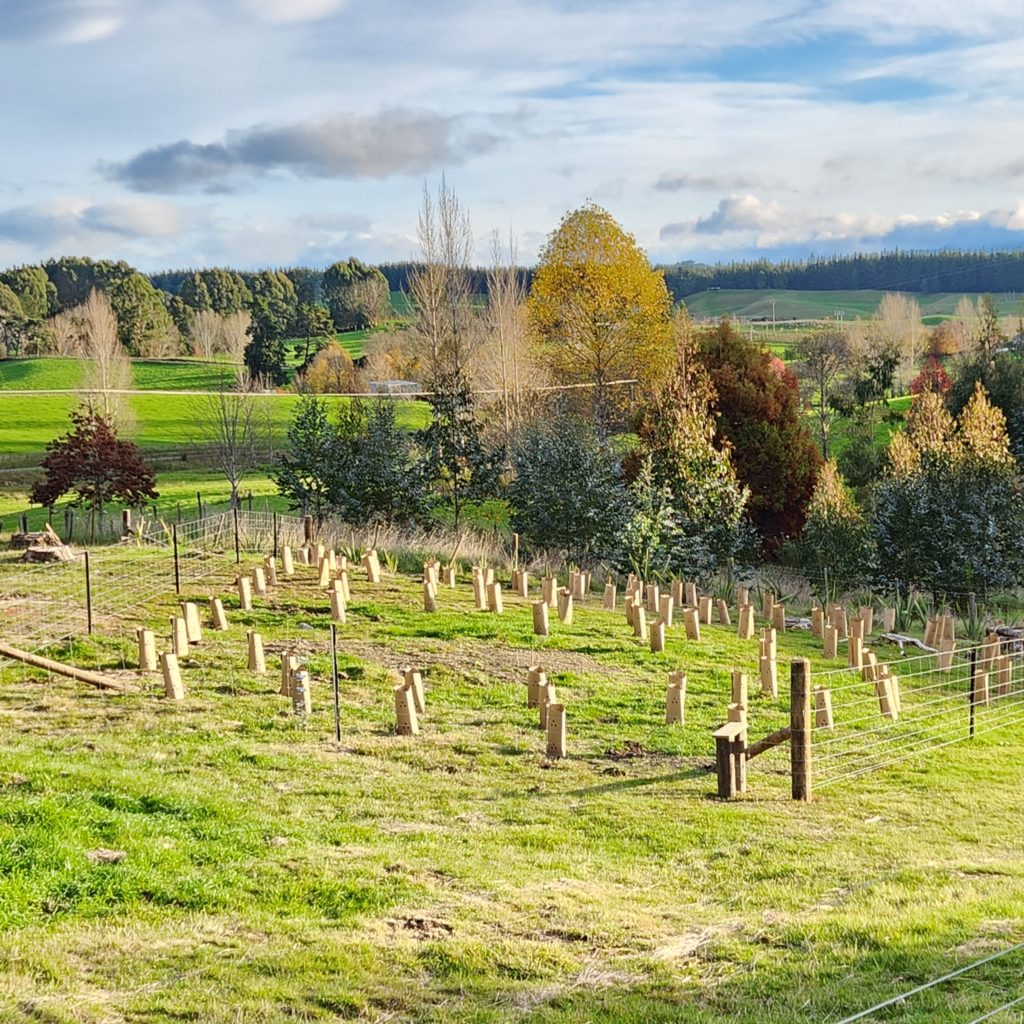 Native plants planted in the Moutere countryside